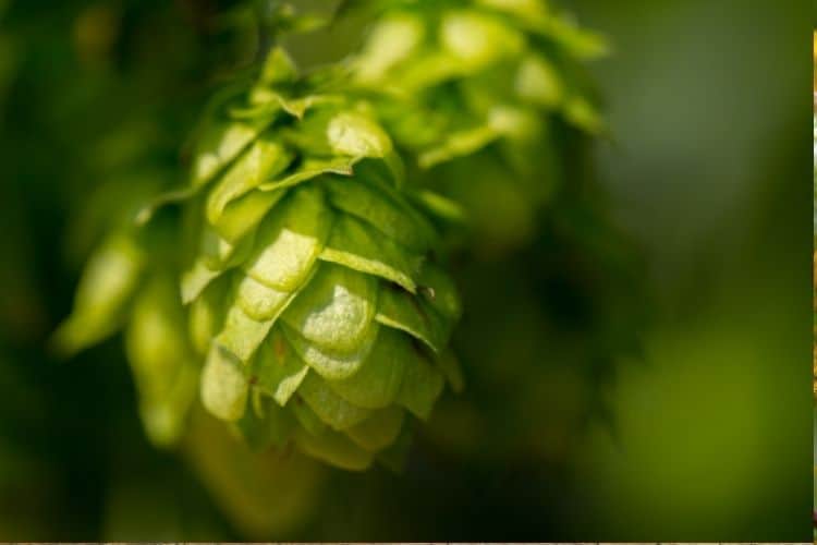 mosaic hops