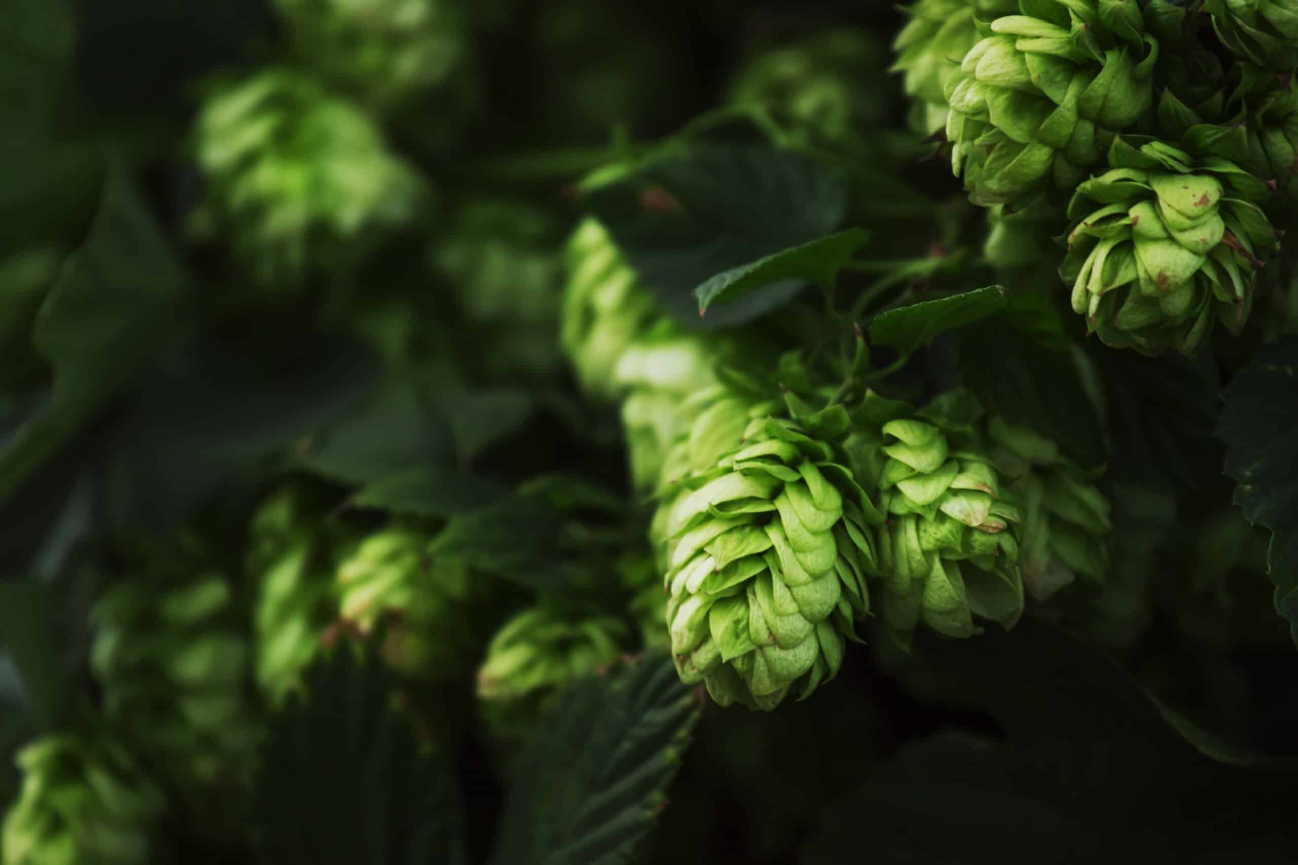 Saaz hops