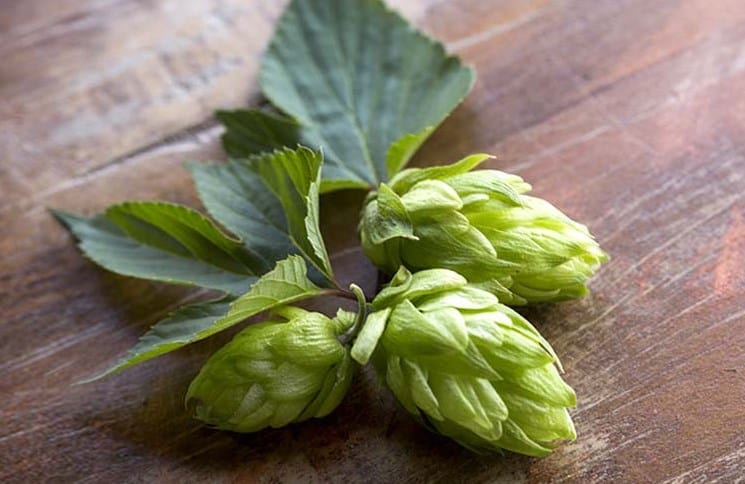 Cashmere Hops