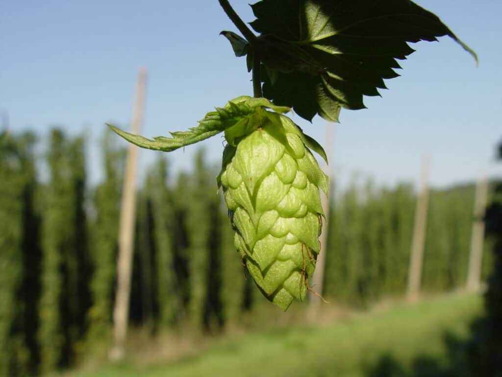 Idaho Hops Brewing