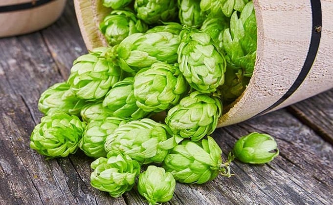 Amarillo Hop