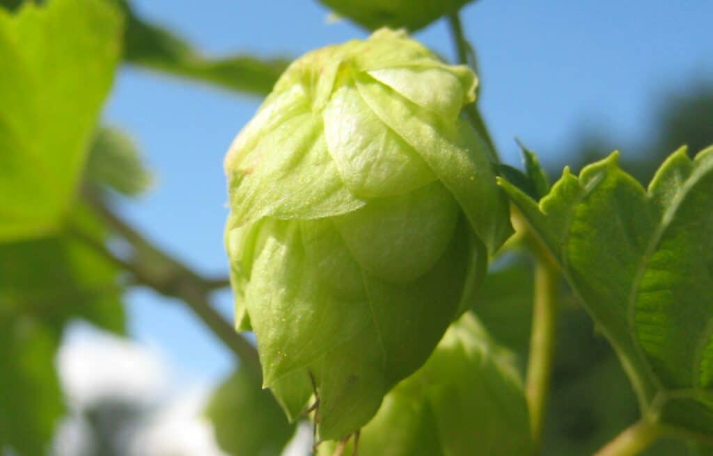 Cascade Hop