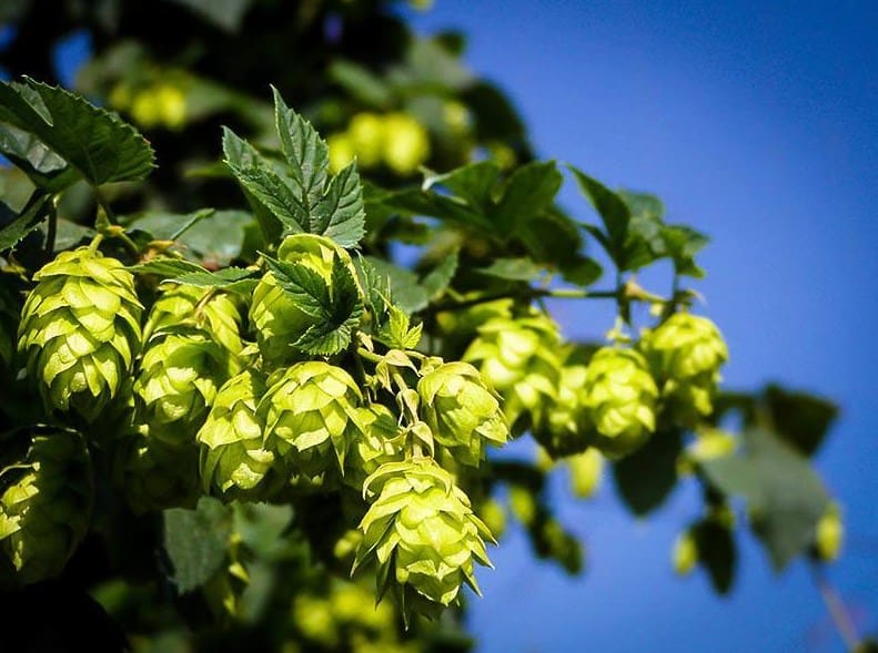 Cascade Hops