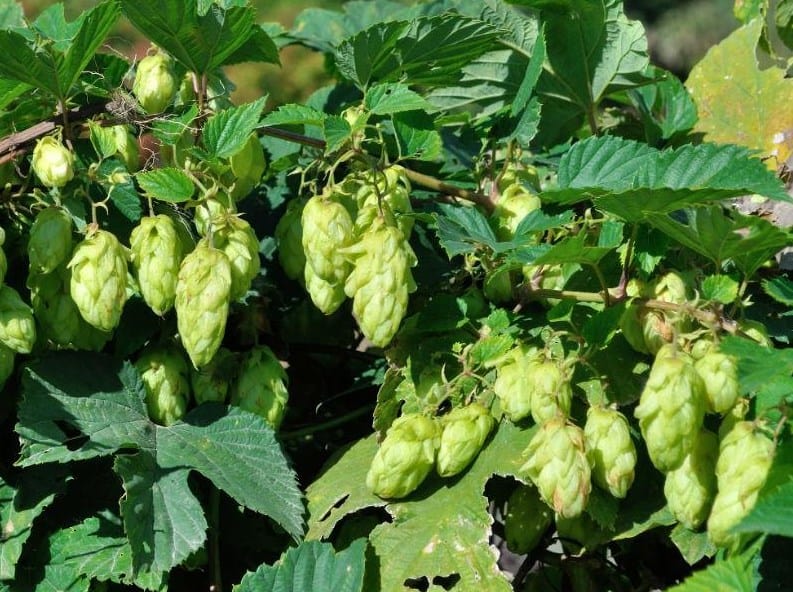 Amarillo Hops Guide: Everything You Need to Know - Beertannica