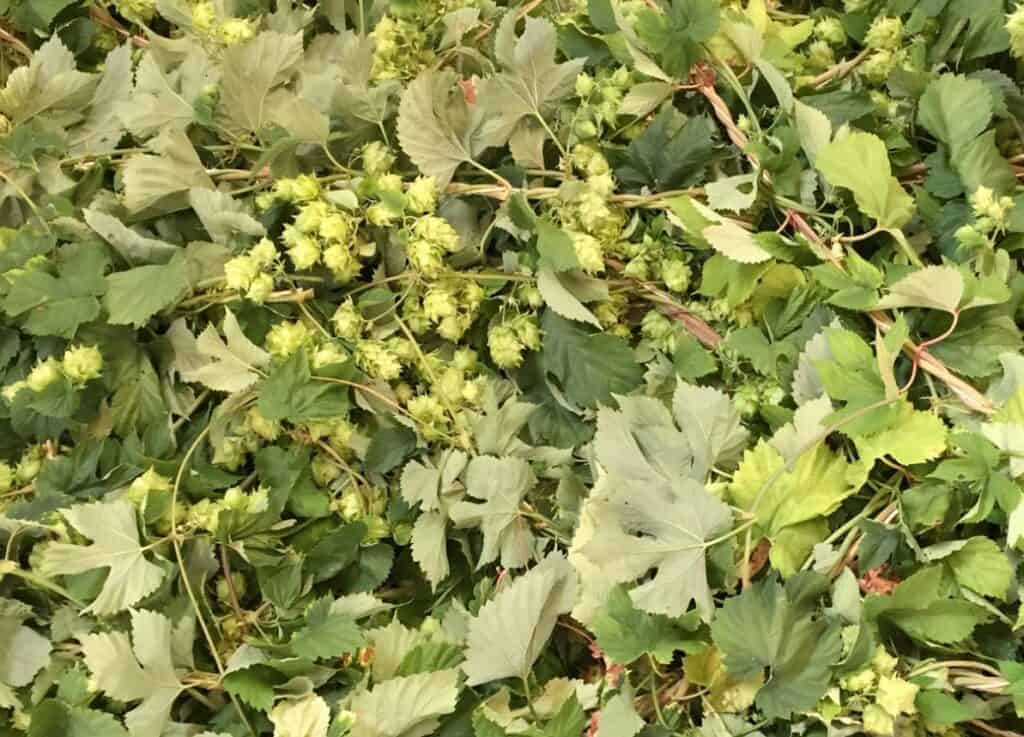 Centennial Hops