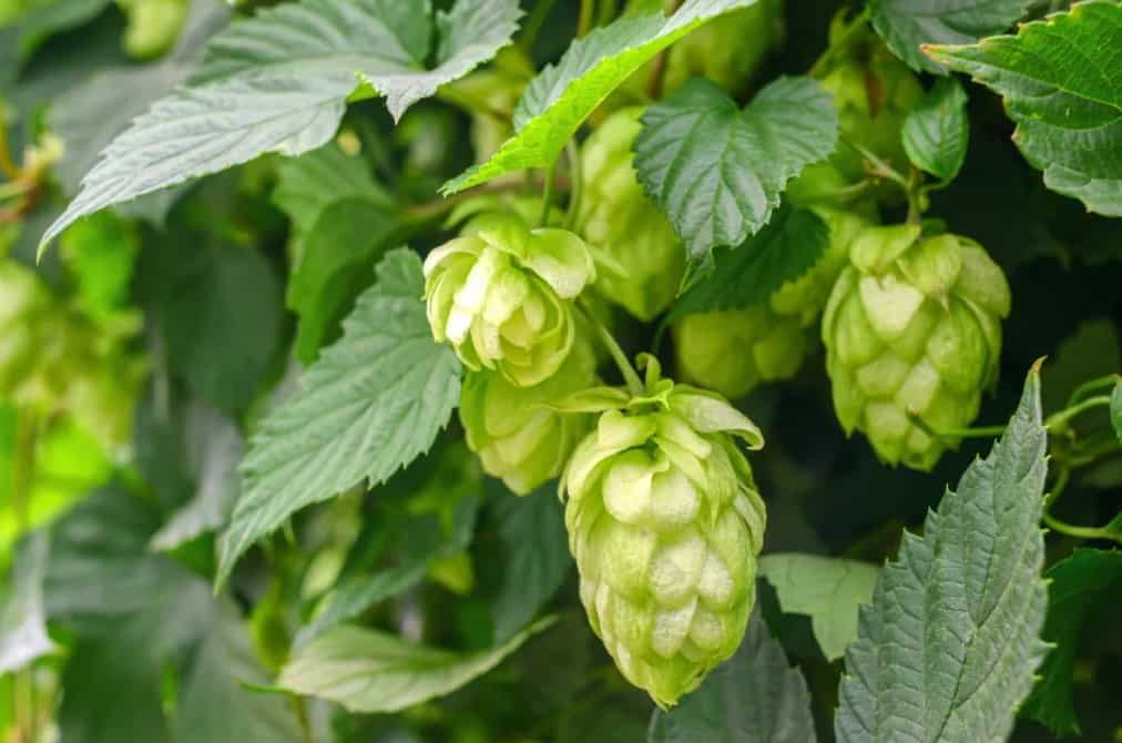 Citra Hops Guide: How to Brew Beer with Citra Hops - Beertannica