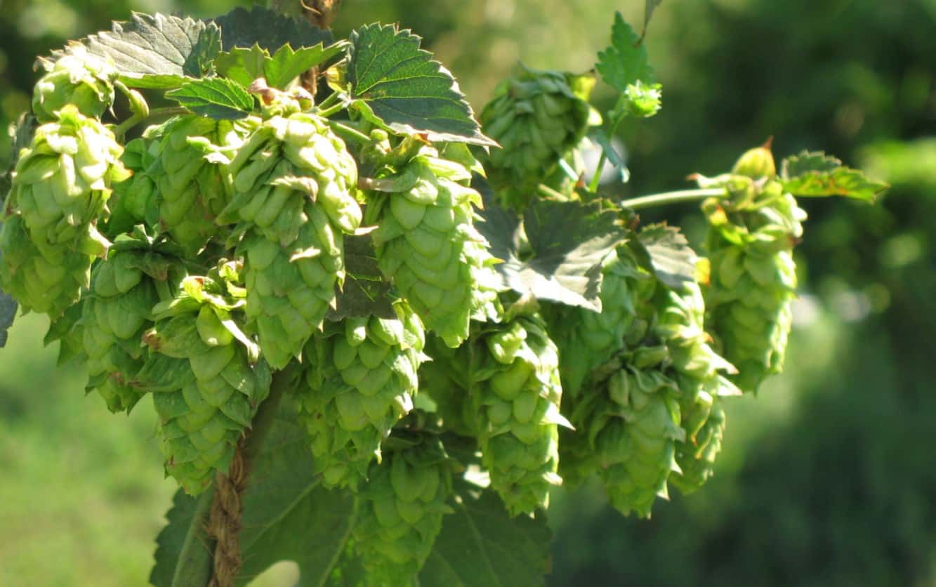 Citra Hops