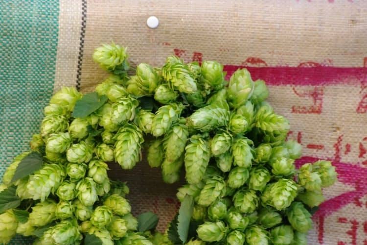 Hop Plant 