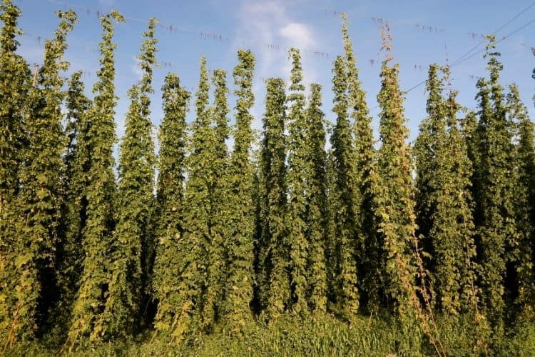 Hop Plant