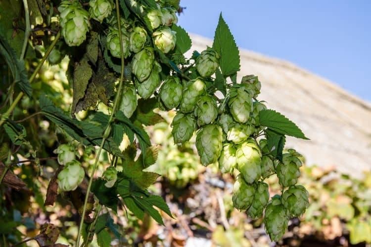 Hop Plant