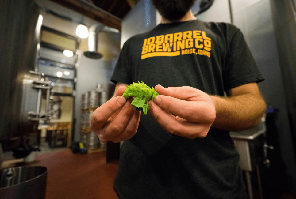 golding hops