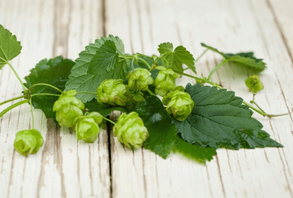 Azacca Hops Guide