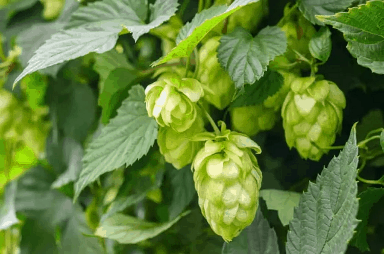 Citra Hops