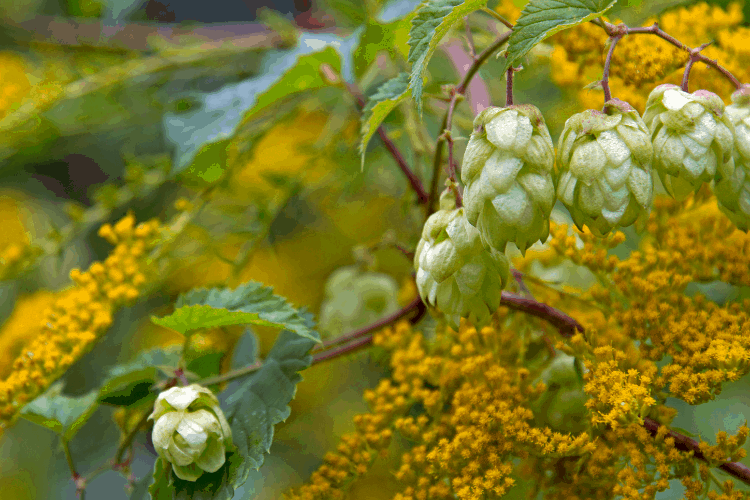 Columbus Hops