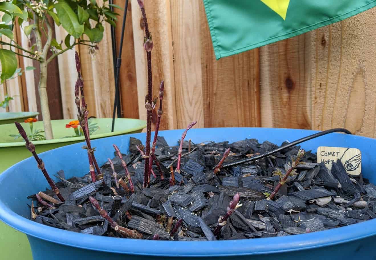 Growing Comet Hops