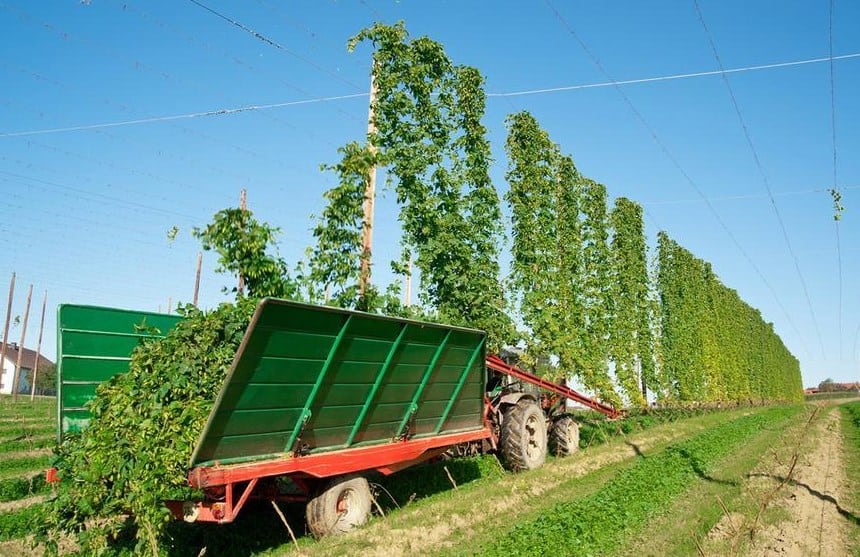 Harvesting Hops