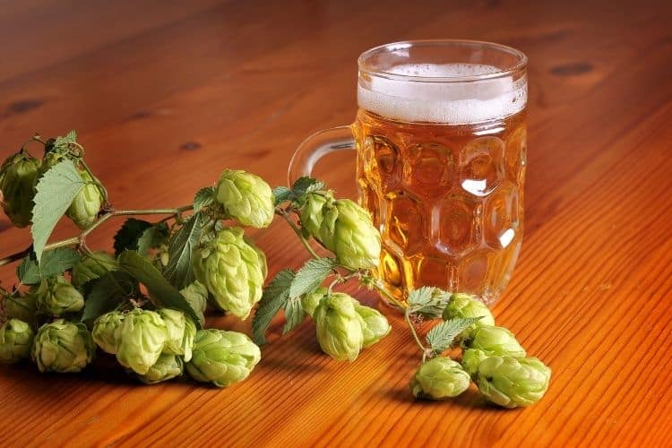 Hops Beer