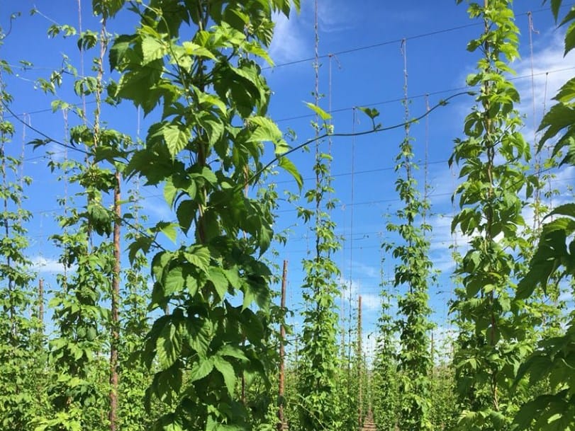 Hops Growing