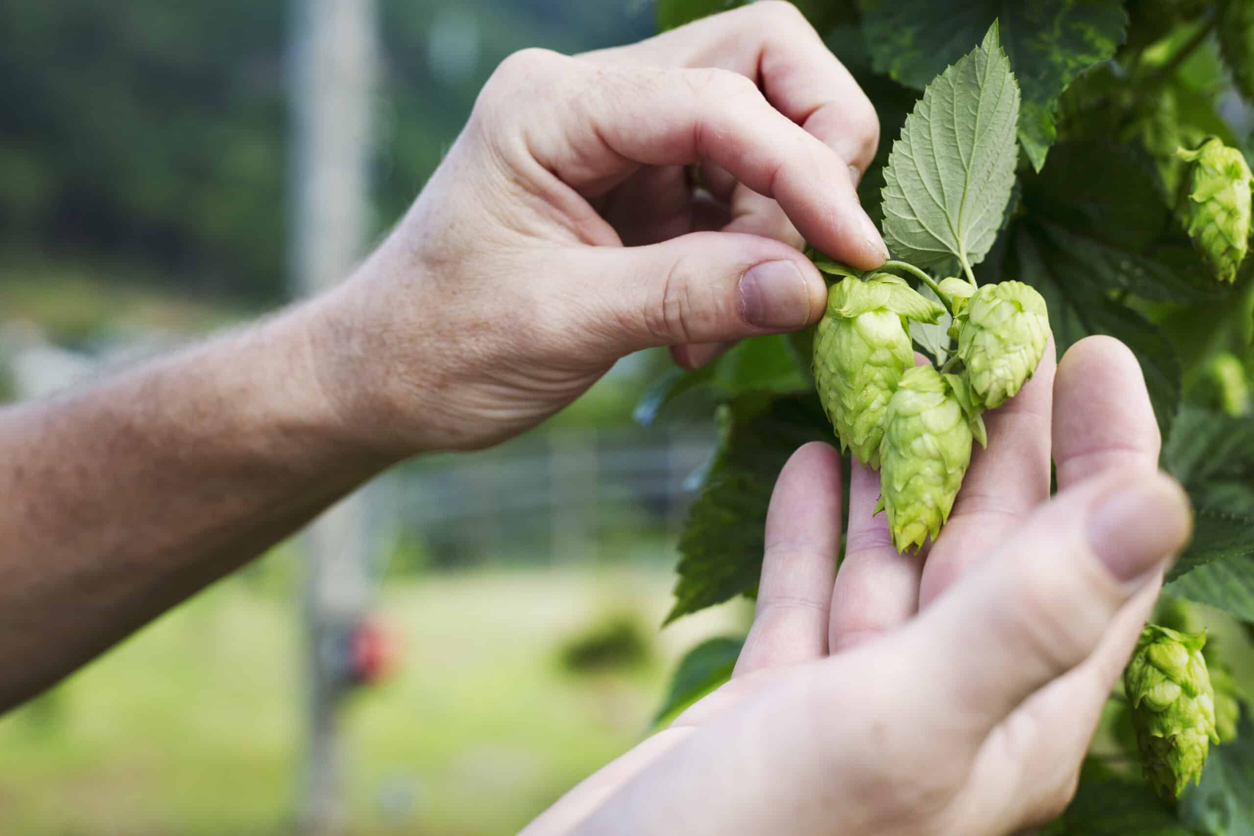 harvest hops