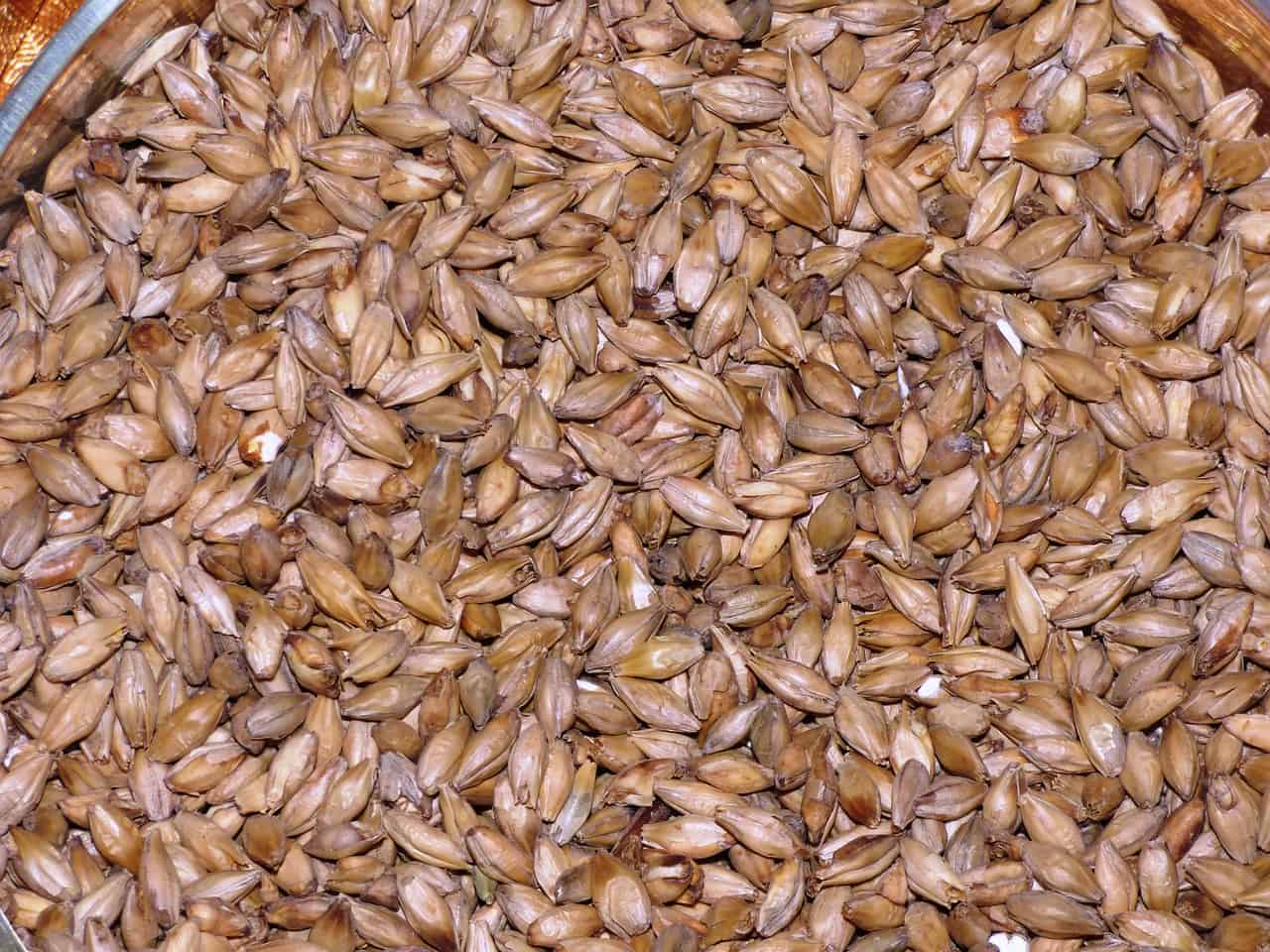 malt grains