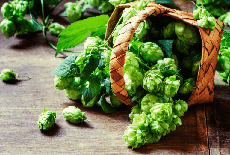 The Ultimate Nelson Sauvin Hops Guide Beertannica