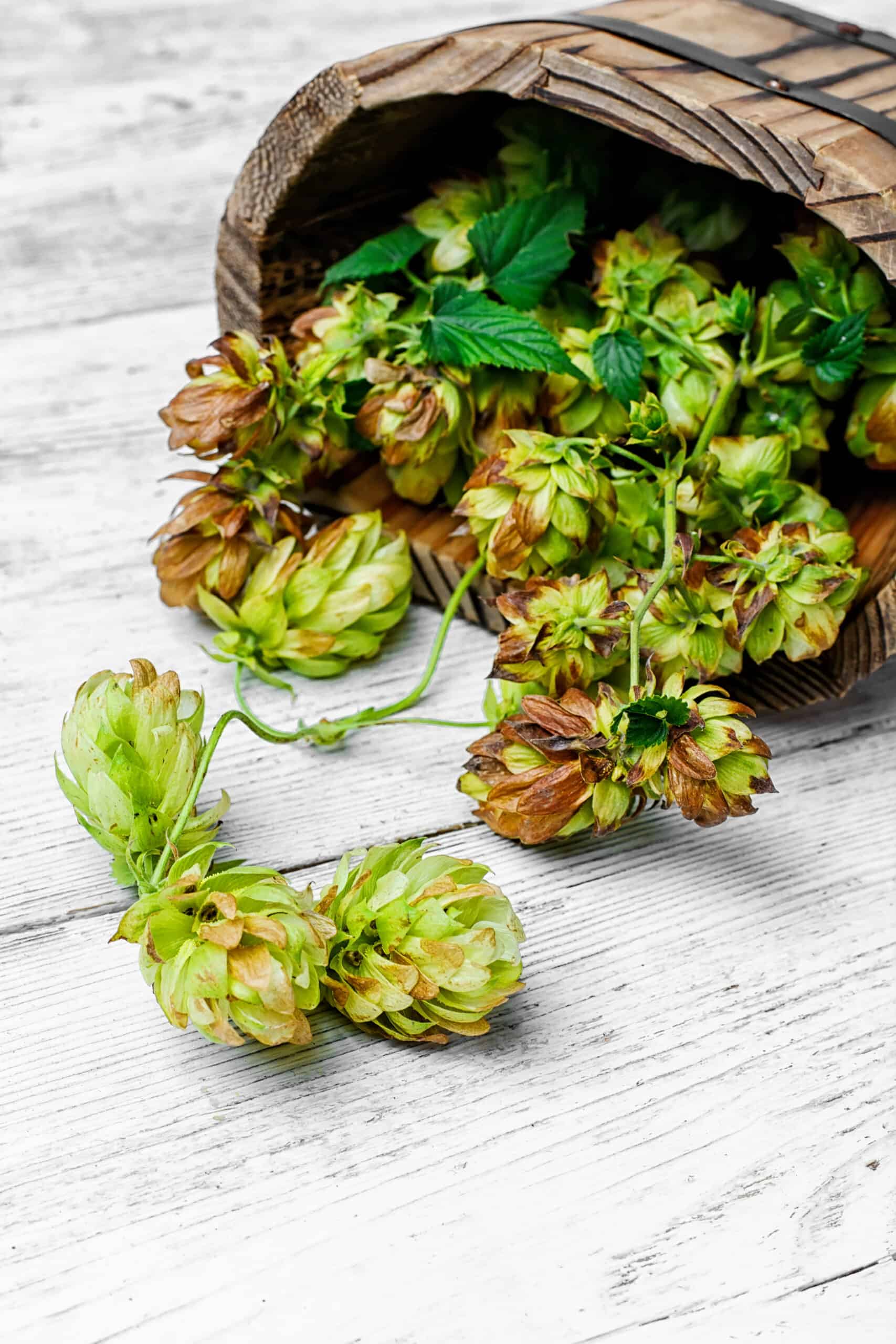 storing hops