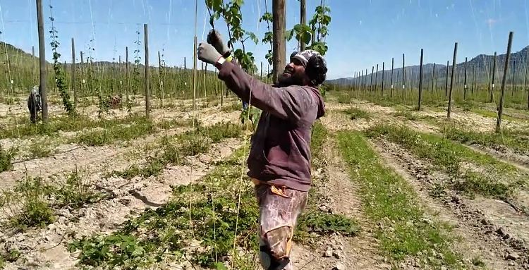 Motueka hops