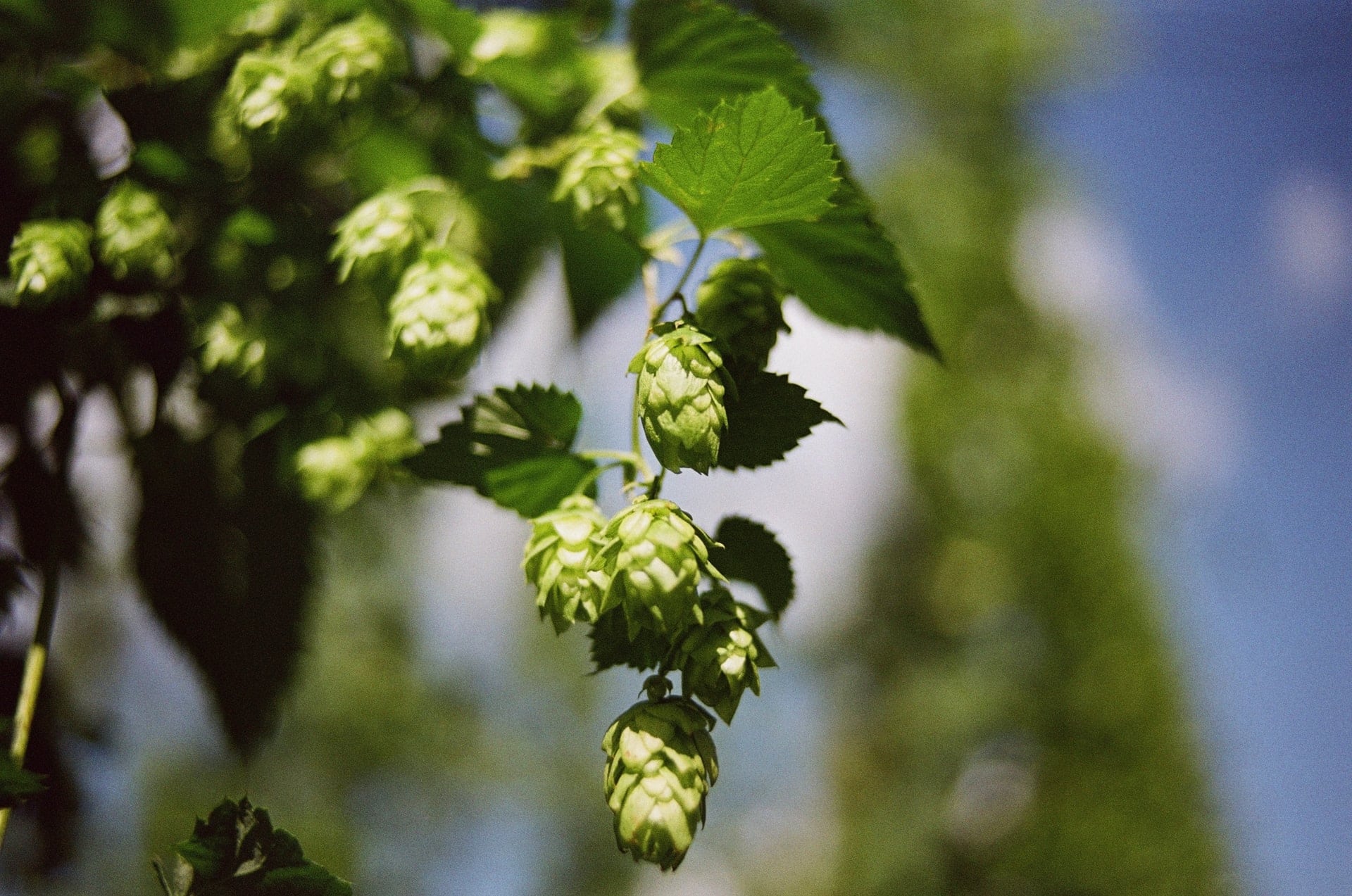 beer hops