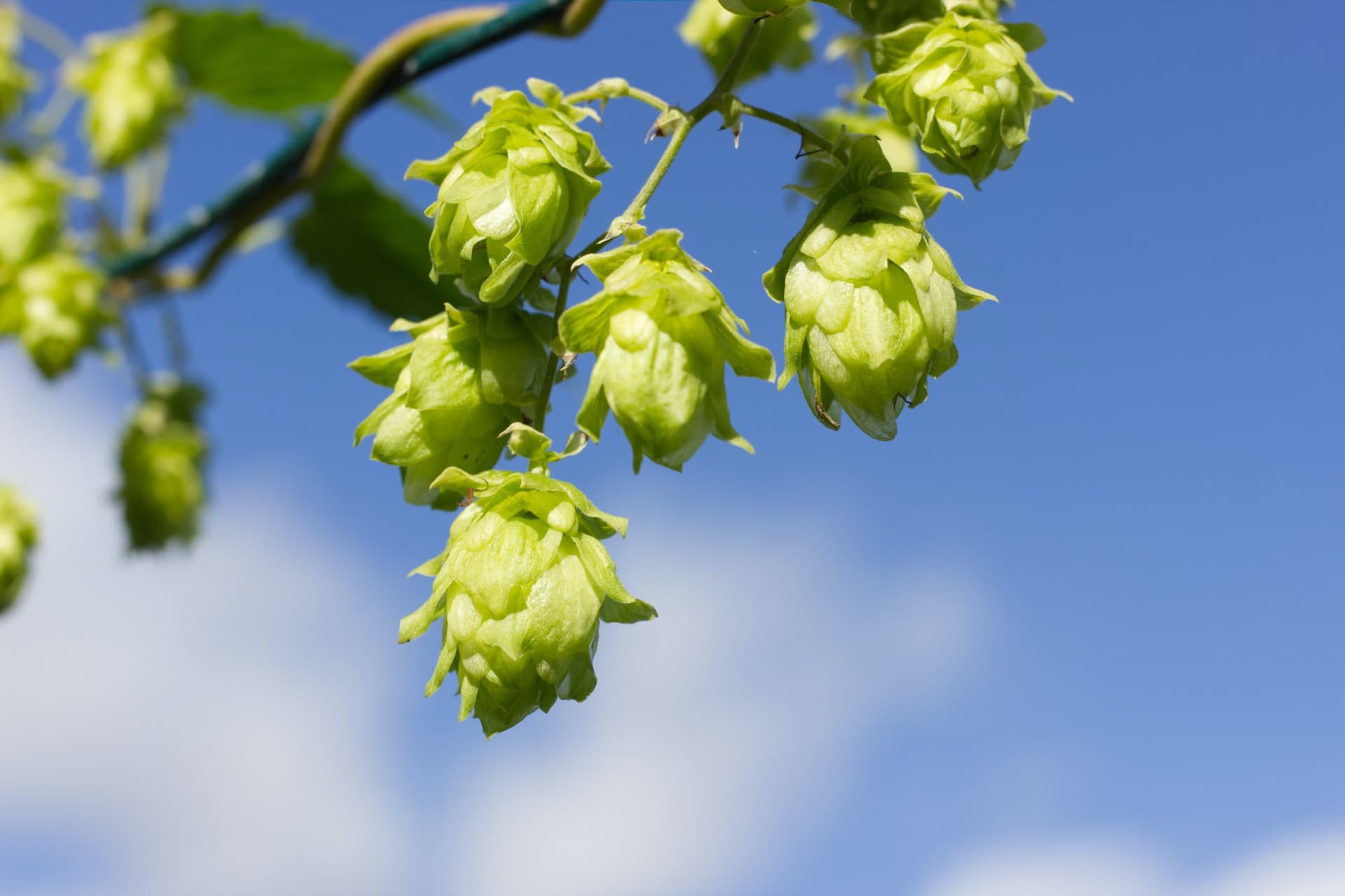 lemon hops