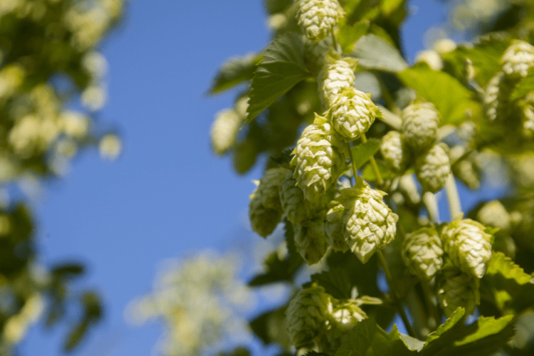 Vojvodina Hops