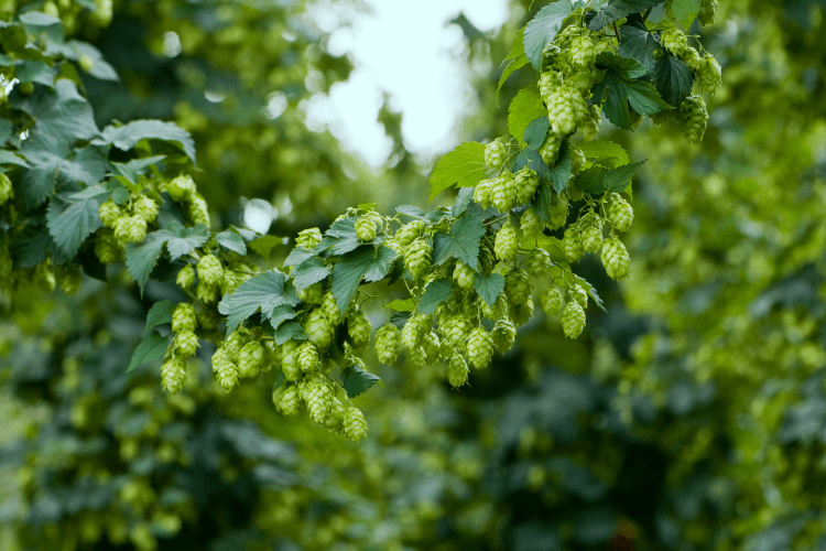 Vojvodna Hops Flavor