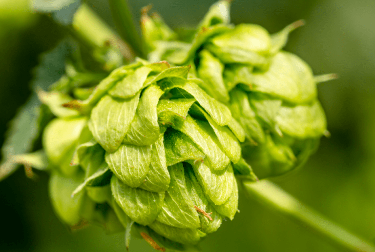 Ariana Hops Guide an Excellent Hop for Homebrewing Beertannica