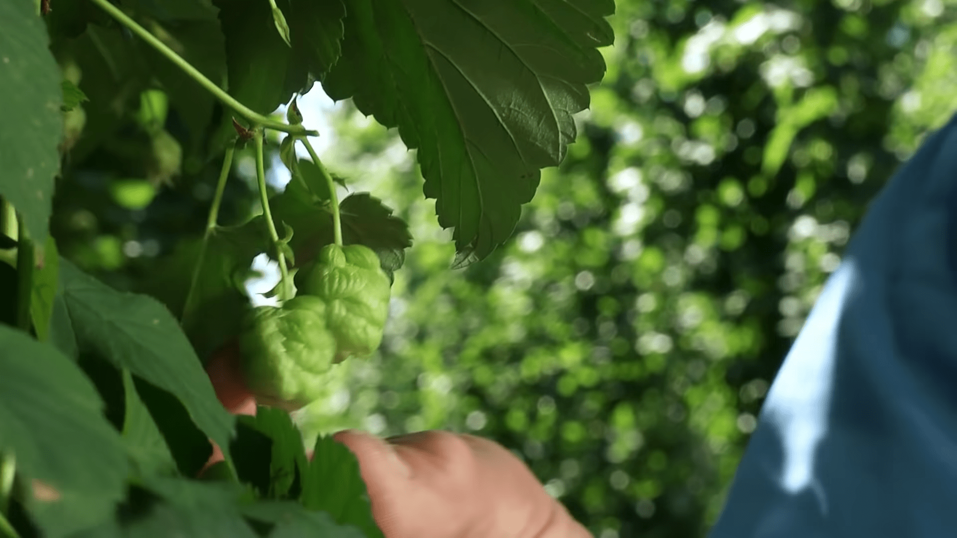 hallertau hops