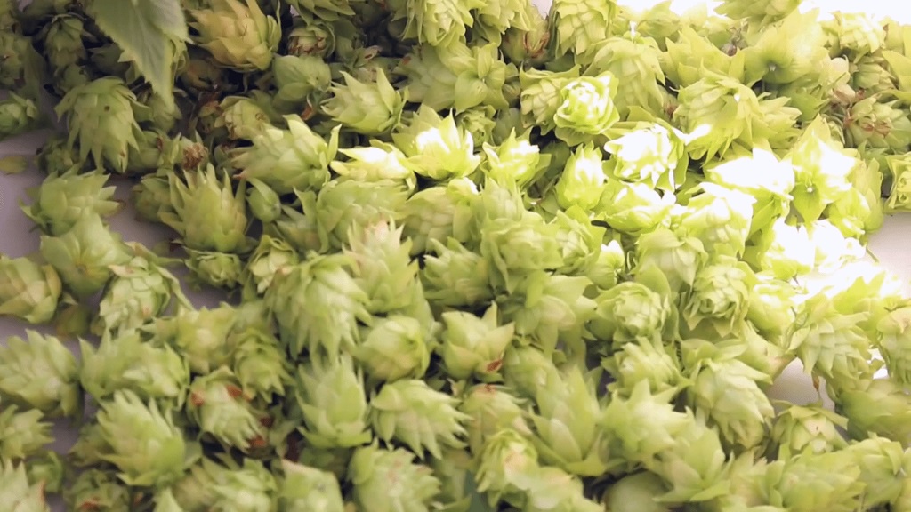 Brewers Gold Hops