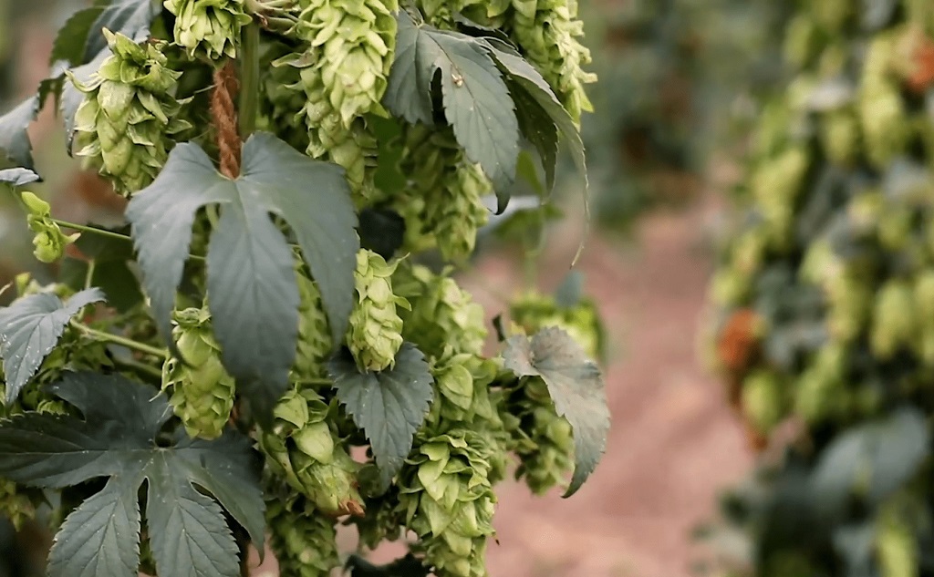 Melba Hops