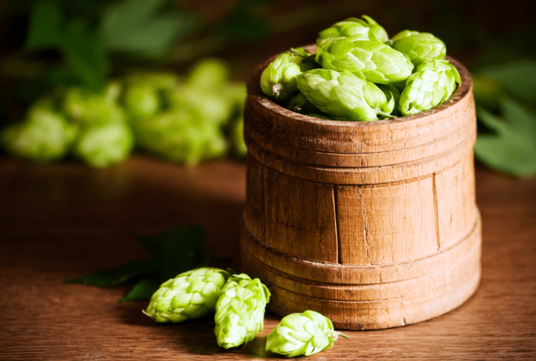 Sterling Hops Guide Beertannica