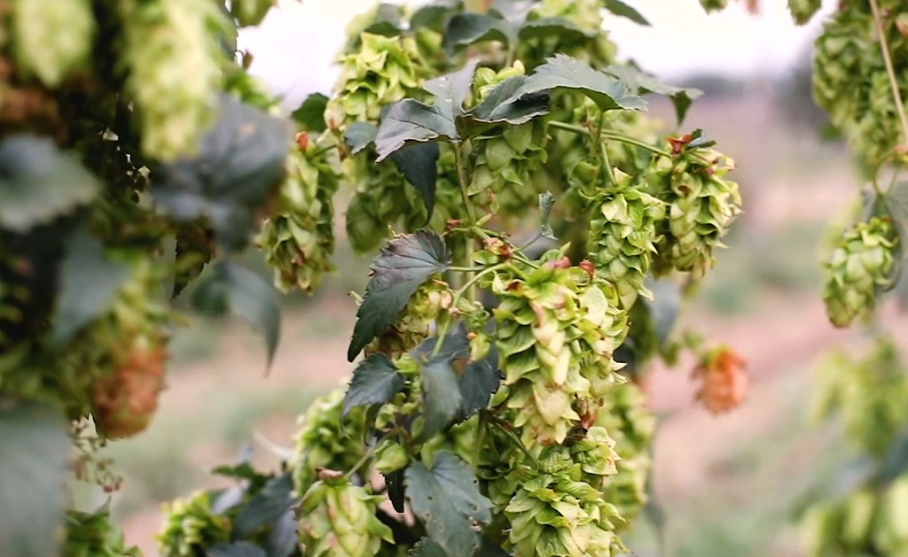 how to grow zappa hops