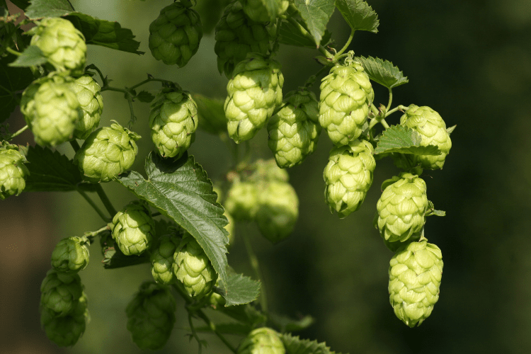 Hop Plant