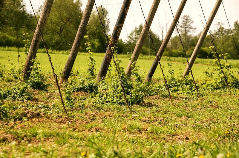 Hop Shoots Farming