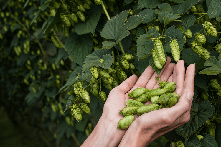 how to grow tillicum hops