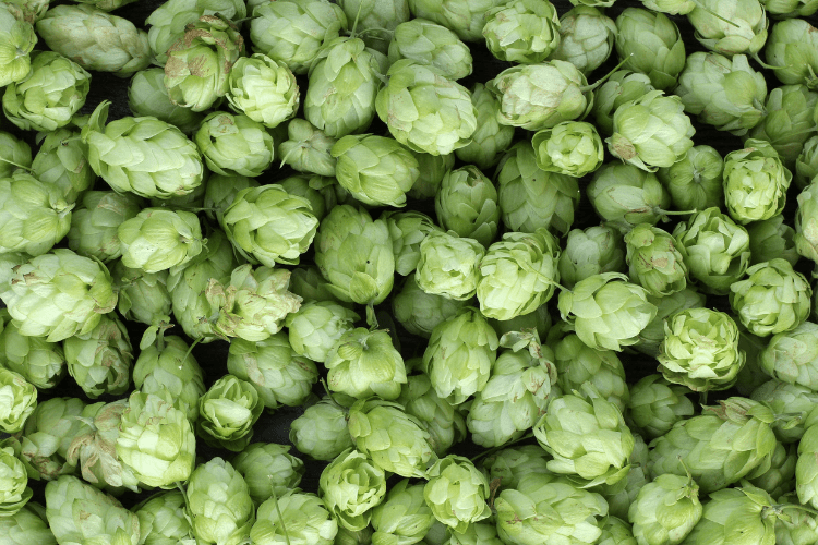 pros and cons of tillicum hops