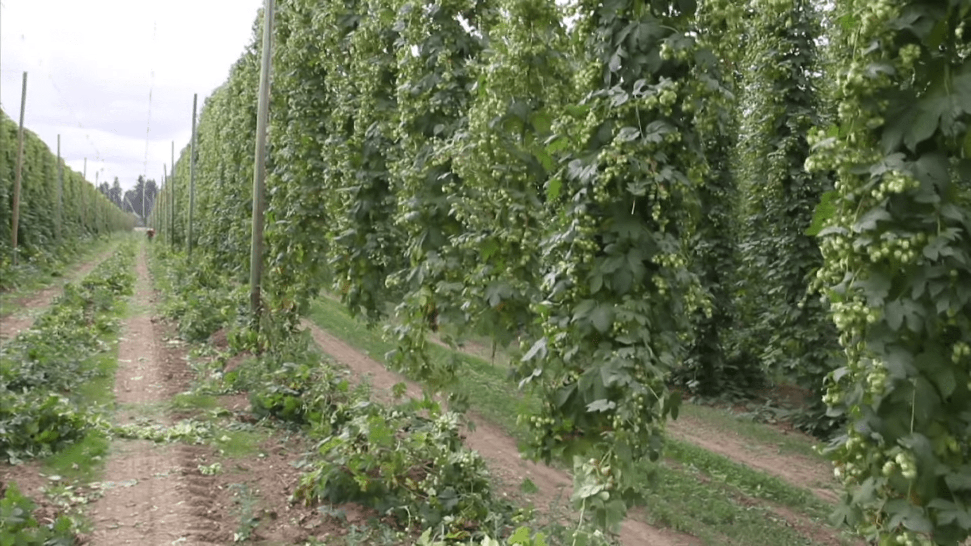 growing wallematte hops